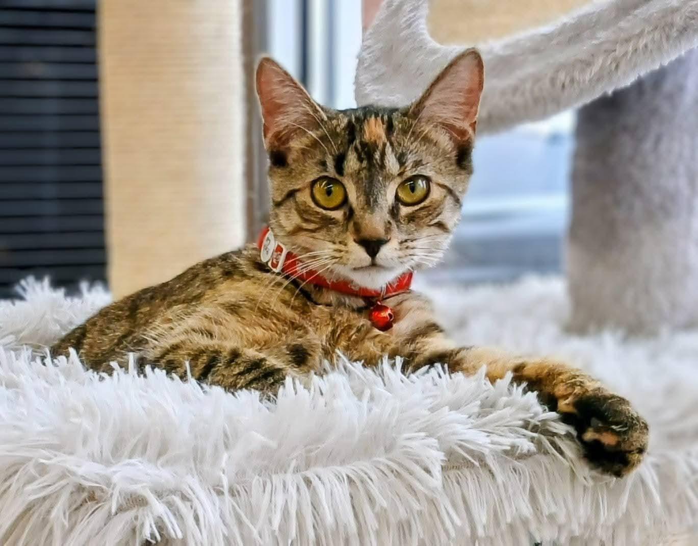 Enlarge Nora, a ADOPTABLE Torbie in Hamilton, ON image 1/4