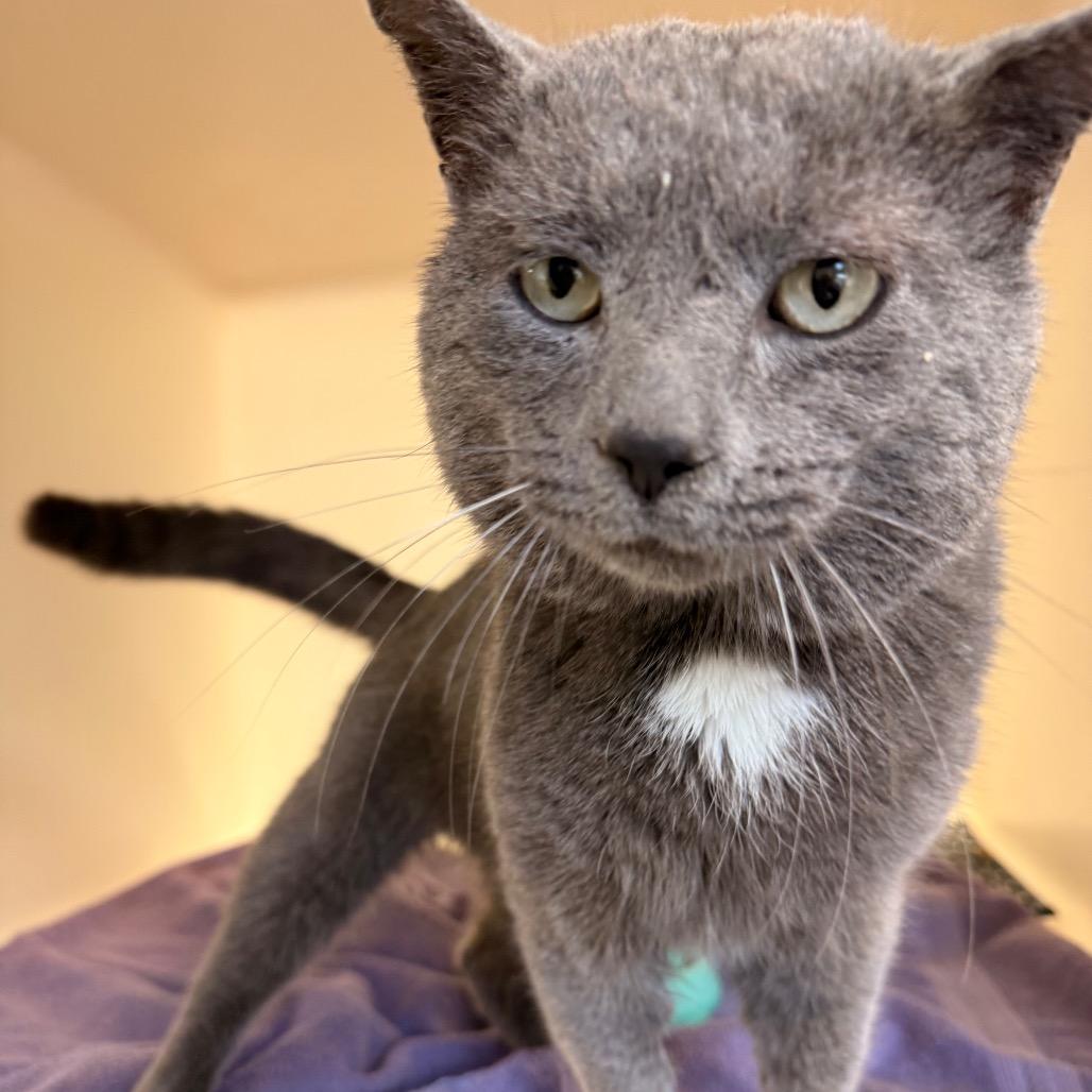 Enlarge Chevy, a Adoptable Domestic Short Hair in Harrisonburg, VA image 1/4