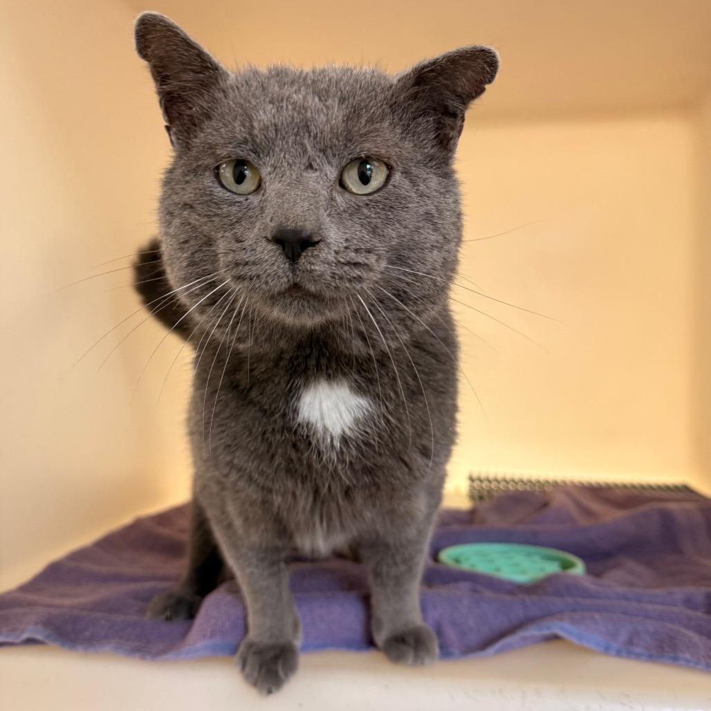 Enlarge Chevy, a Adoptable Domestic Short Hair in Harrisonburg, VA image 2/4
