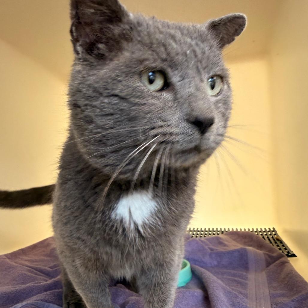 Enlarge Chevy, a Adoptable Domestic Short Hair in Harrisonburg, VA image 3/4