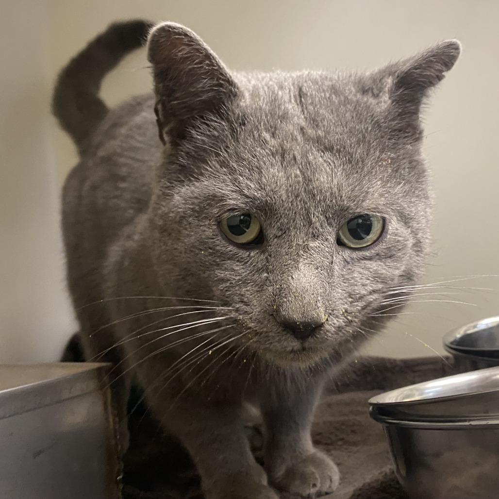 Enlarge Chevy, a Adoptable Domestic Short Hair in Harrisonburg, VA image 4/4