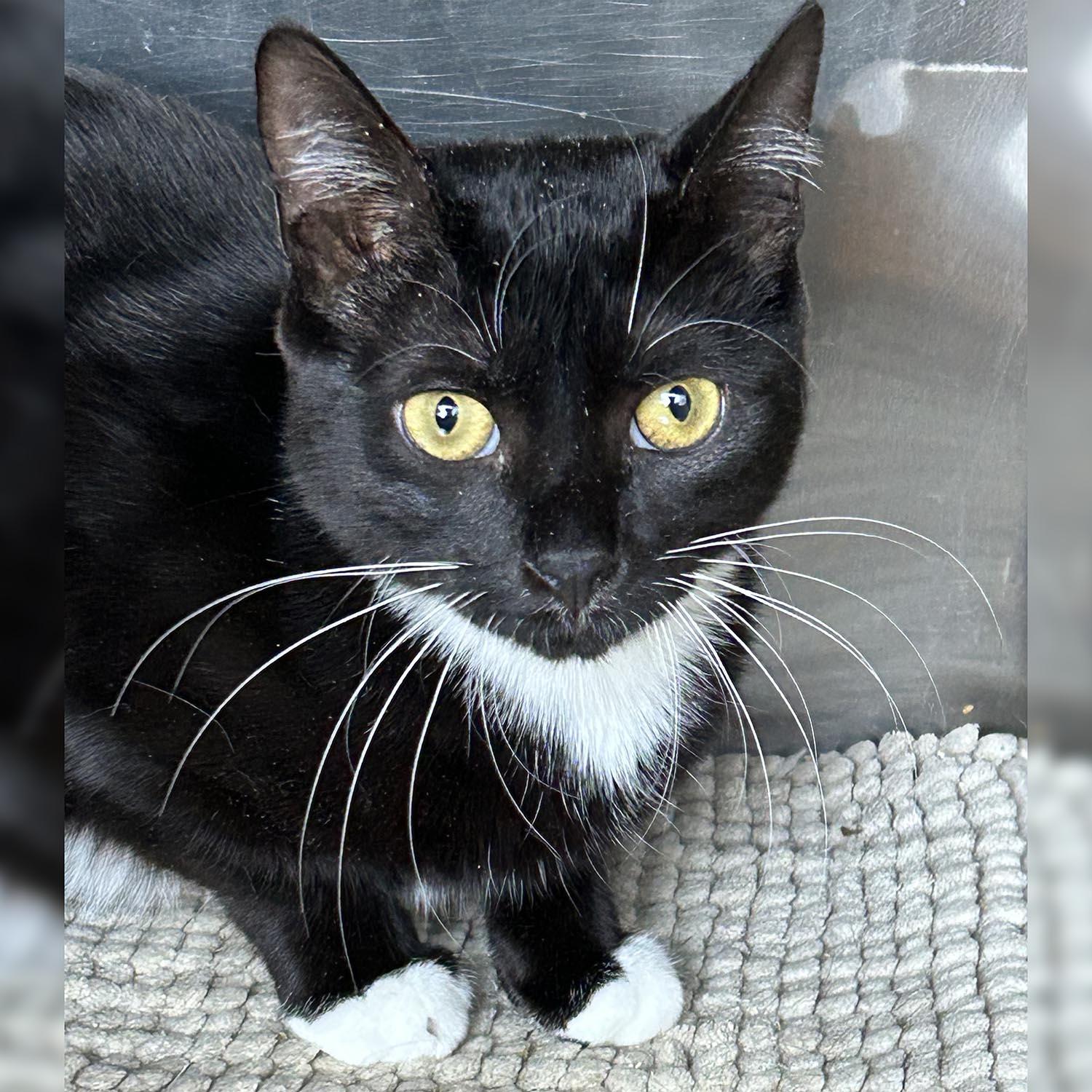 Enlarge Bev, a Adoptable Domestic Short Hair in Lambertville, NJ image 1/2