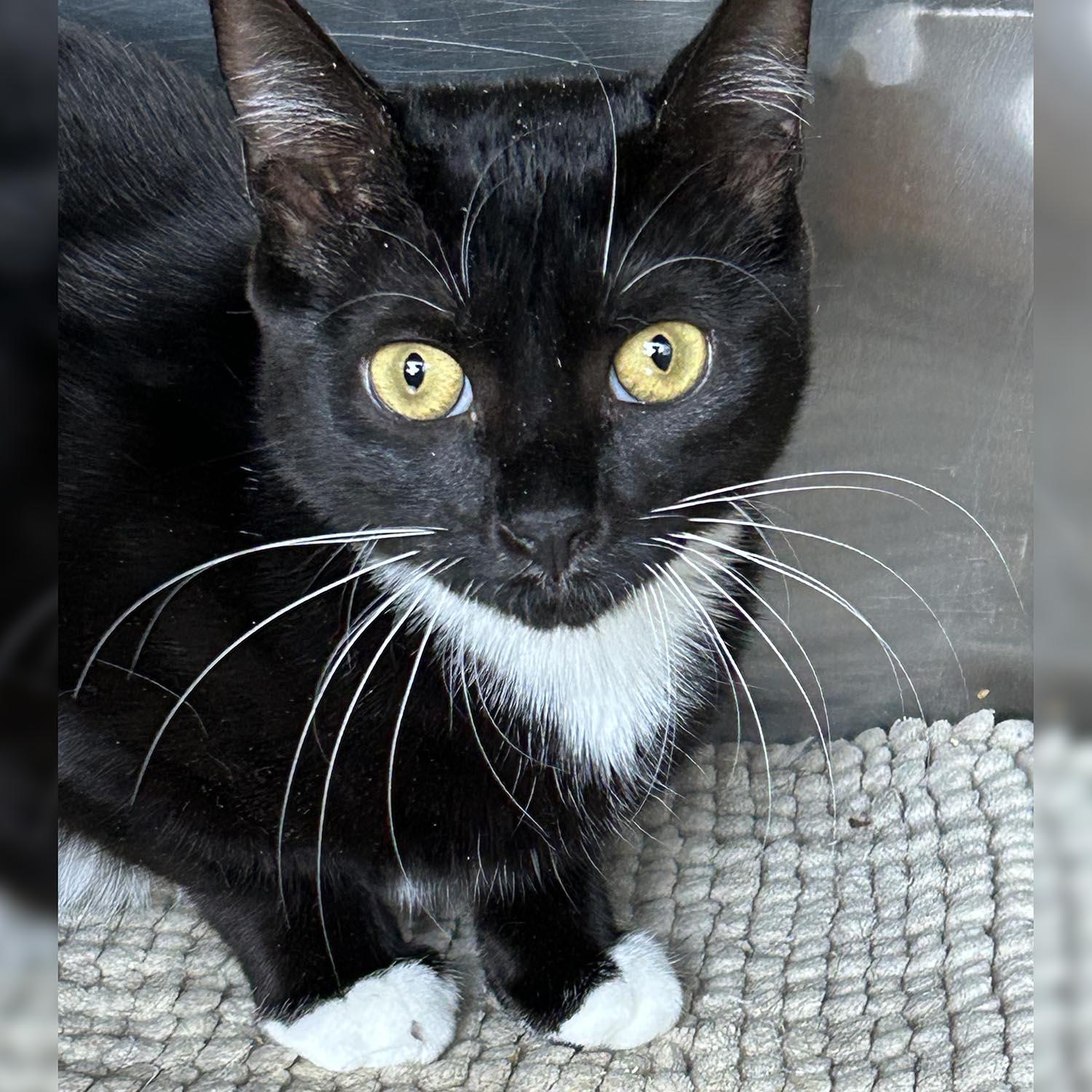 Enlarge Bev, a Adoptable Domestic Short Hair in Lambertville, NJ image 2/2