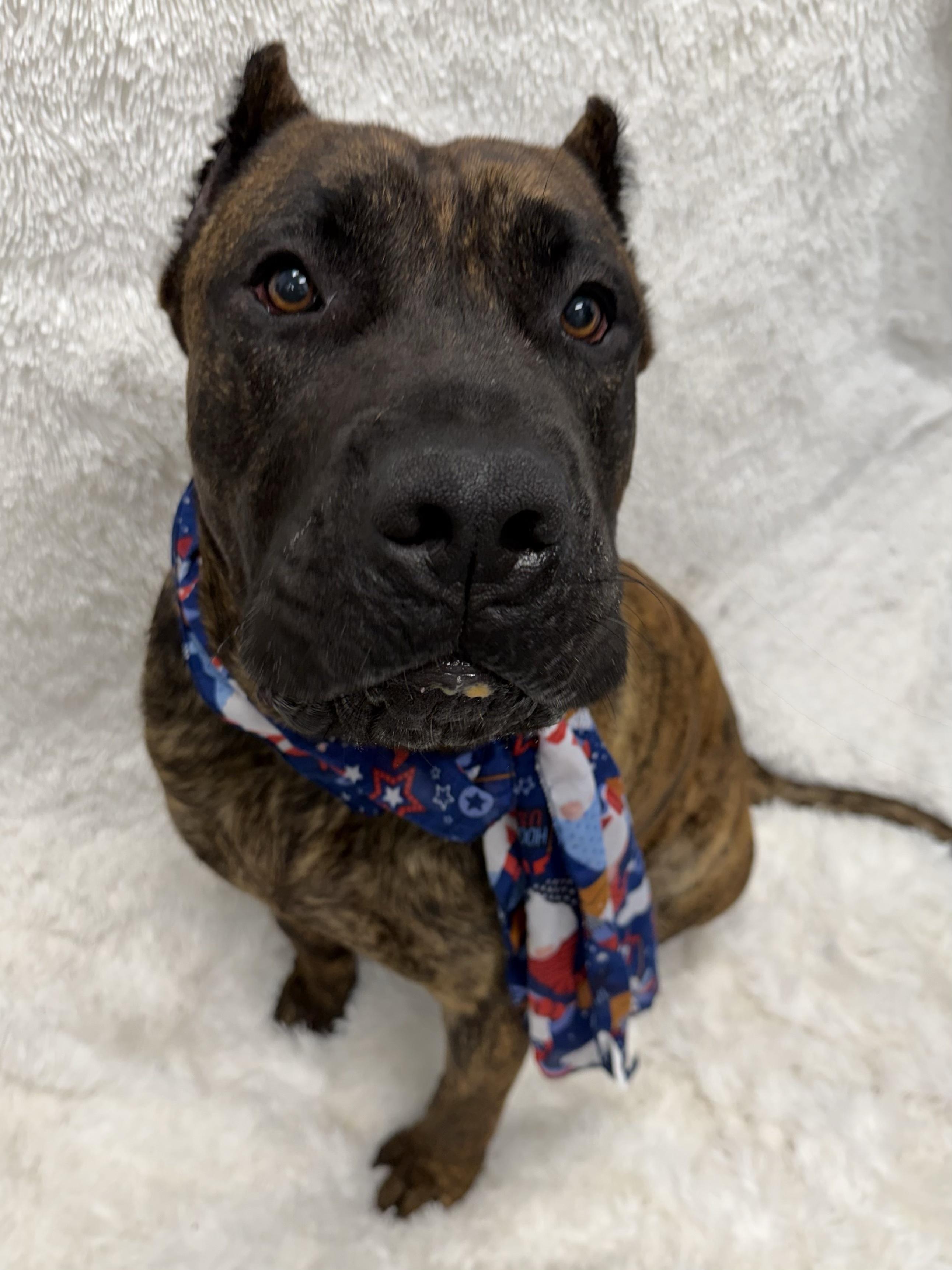 Drax tag 802, ADOPTABLE, Young Male Presa Canario.
