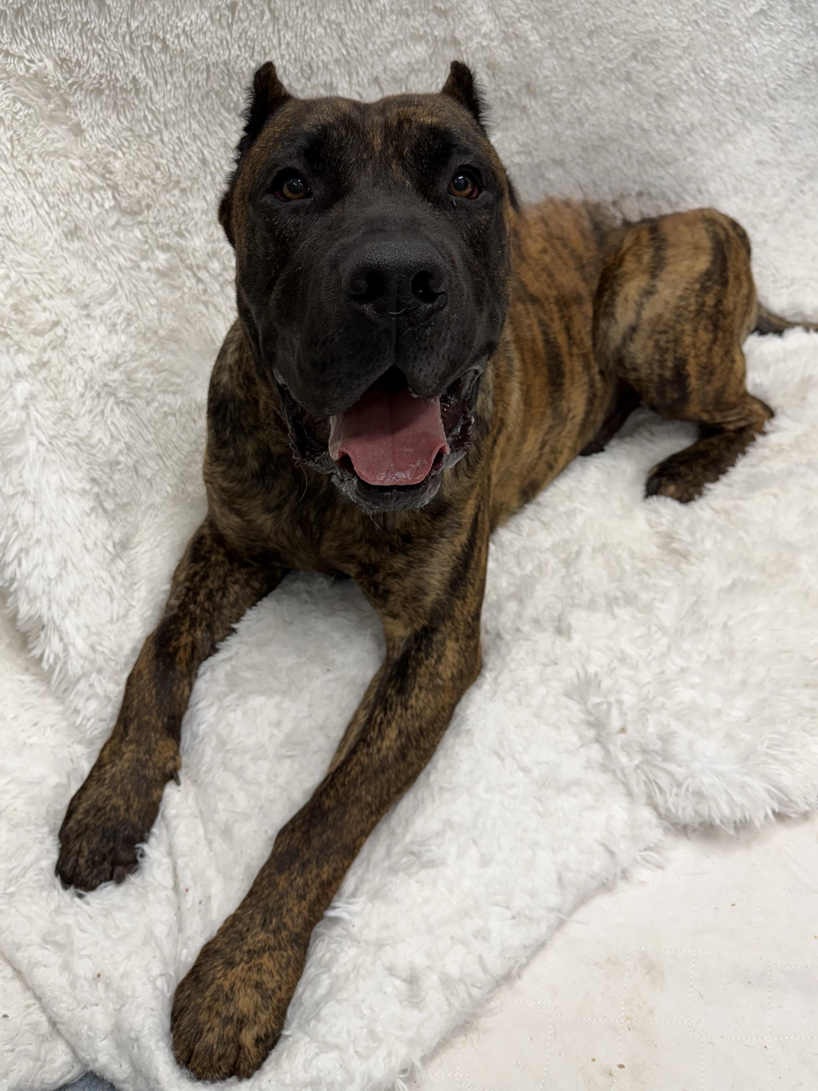 Enlarge Drax tag 802, a ADOPTABLE Presa Canario in Central Islip, NY image 2/2