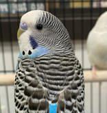 Pip is the MOST precious!, Adoptable, Young Male Parakeet (Other).