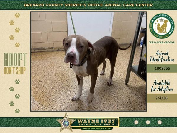 Lainey, Adoptable, Adult Female Mixed Breed.