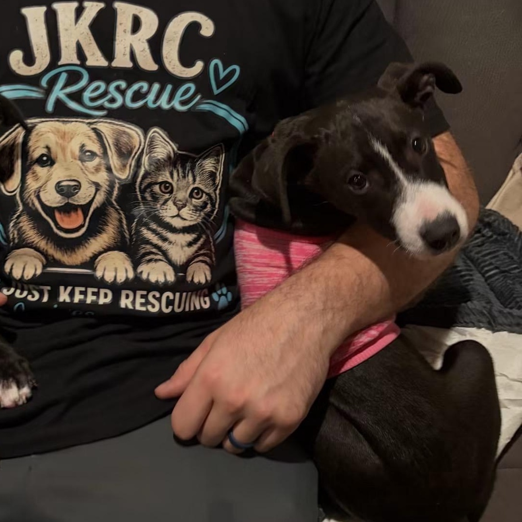 Enlarge Ruby, a Adoptable mixed breed in Newfoundland, NJ image 1/3