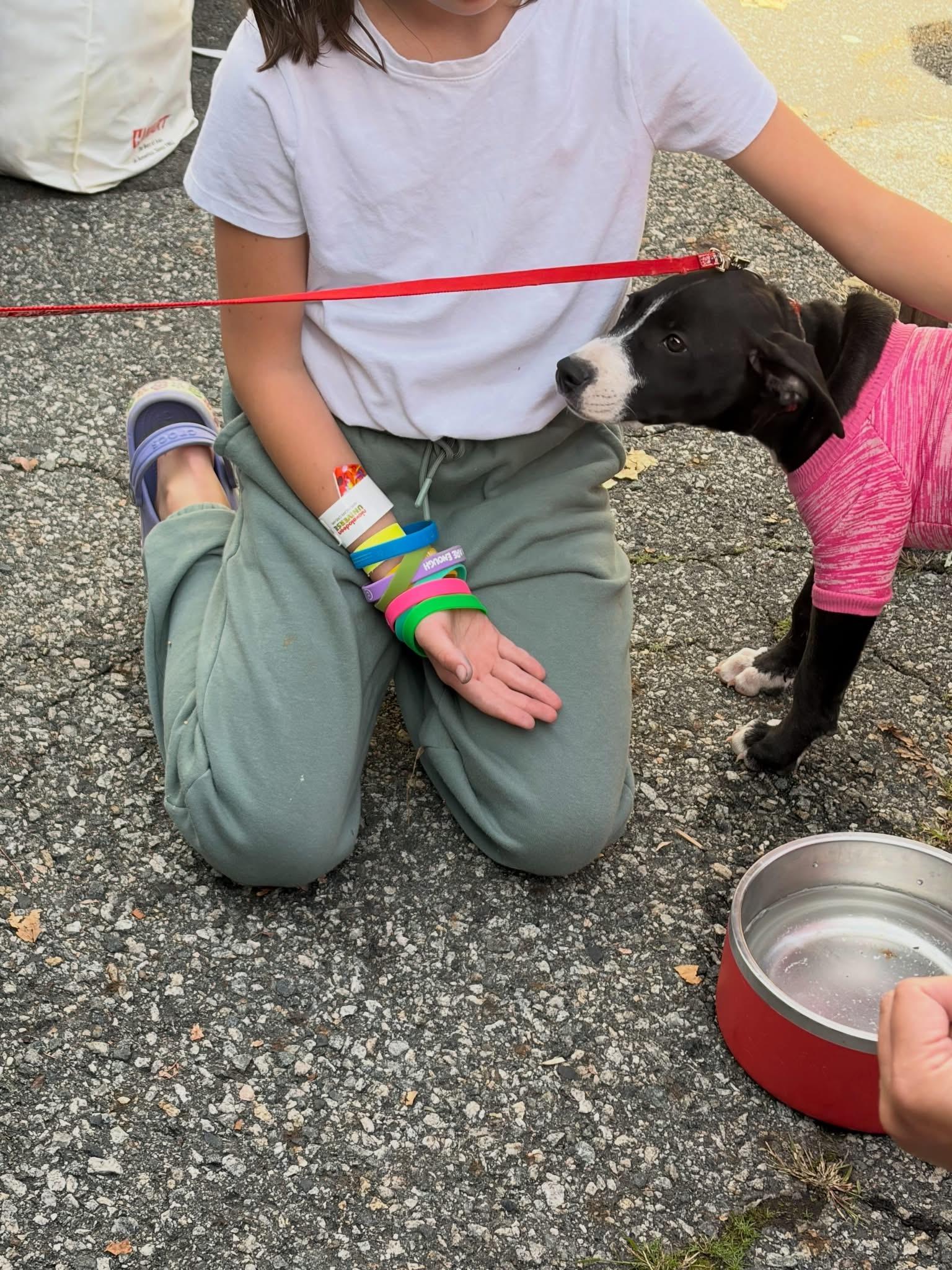 Enlarge Ruby, a Adoptable mixed breed in Newfoundland, NJ image 2/3