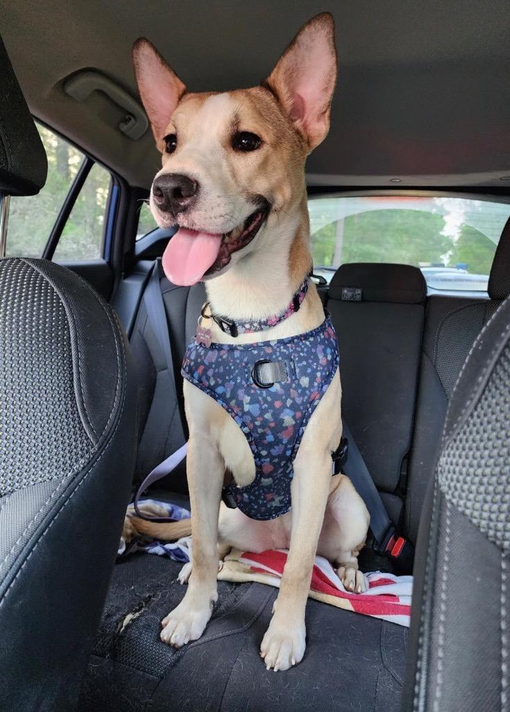 Layla, a Adoptable mixed breed in CONROE, TX image 2/6