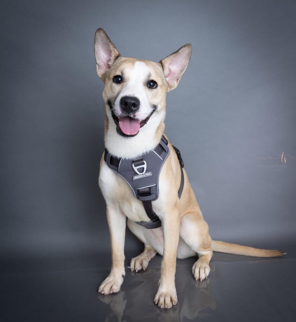 Layla, a Adoptable mixed breed in CONROE, TX image 3/6