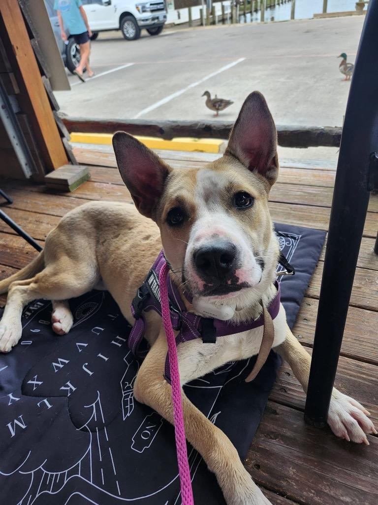 Layla, a Adoptable mixed breed in CONROE, TX image 4/6