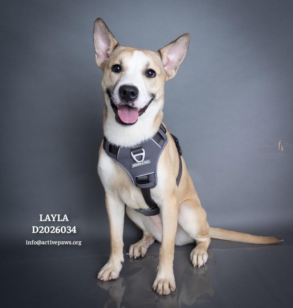 Layla, a Adoptable mixed breed in CONROE, TX image 1/6