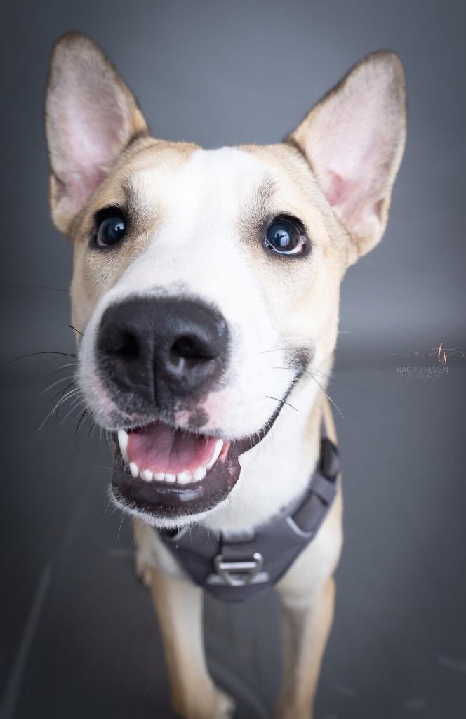 Layla, a Adoptable mixed breed in CONROE, TX image 5/6