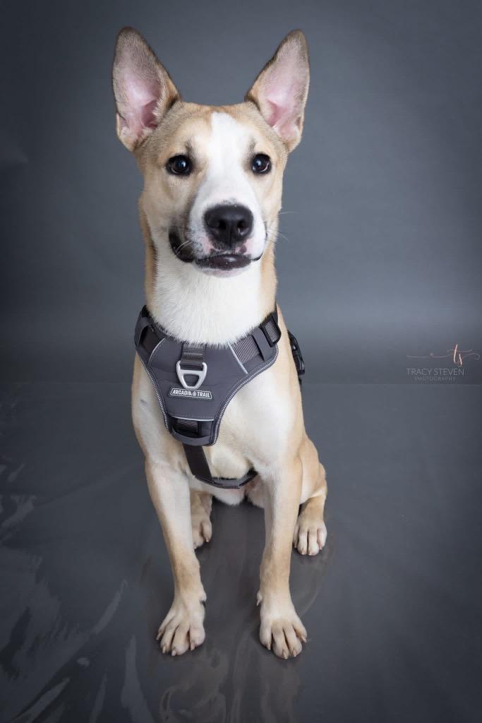 Layla, a Adoptable mixed breed in CONROE, TX image 6/6