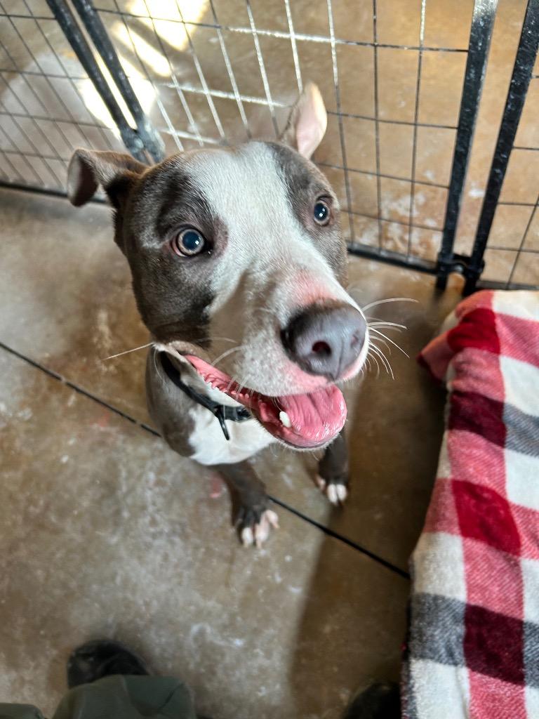 Azul, Adoptable, Young Male Staffordshire Bull Terrier.