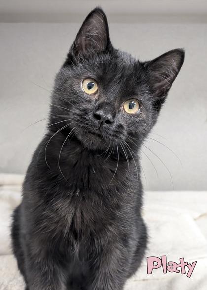 Enlarge Platy, a Adoptable mixed breed in Mason, MI image 1/3