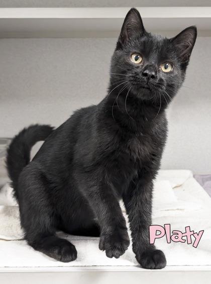 Enlarge Platy, a Adoptable mixed breed in Mason, MI image 2/3