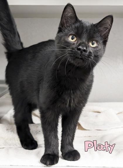 Enlarge Platy, a Adoptable mixed breed in Mason, MI image 3/3