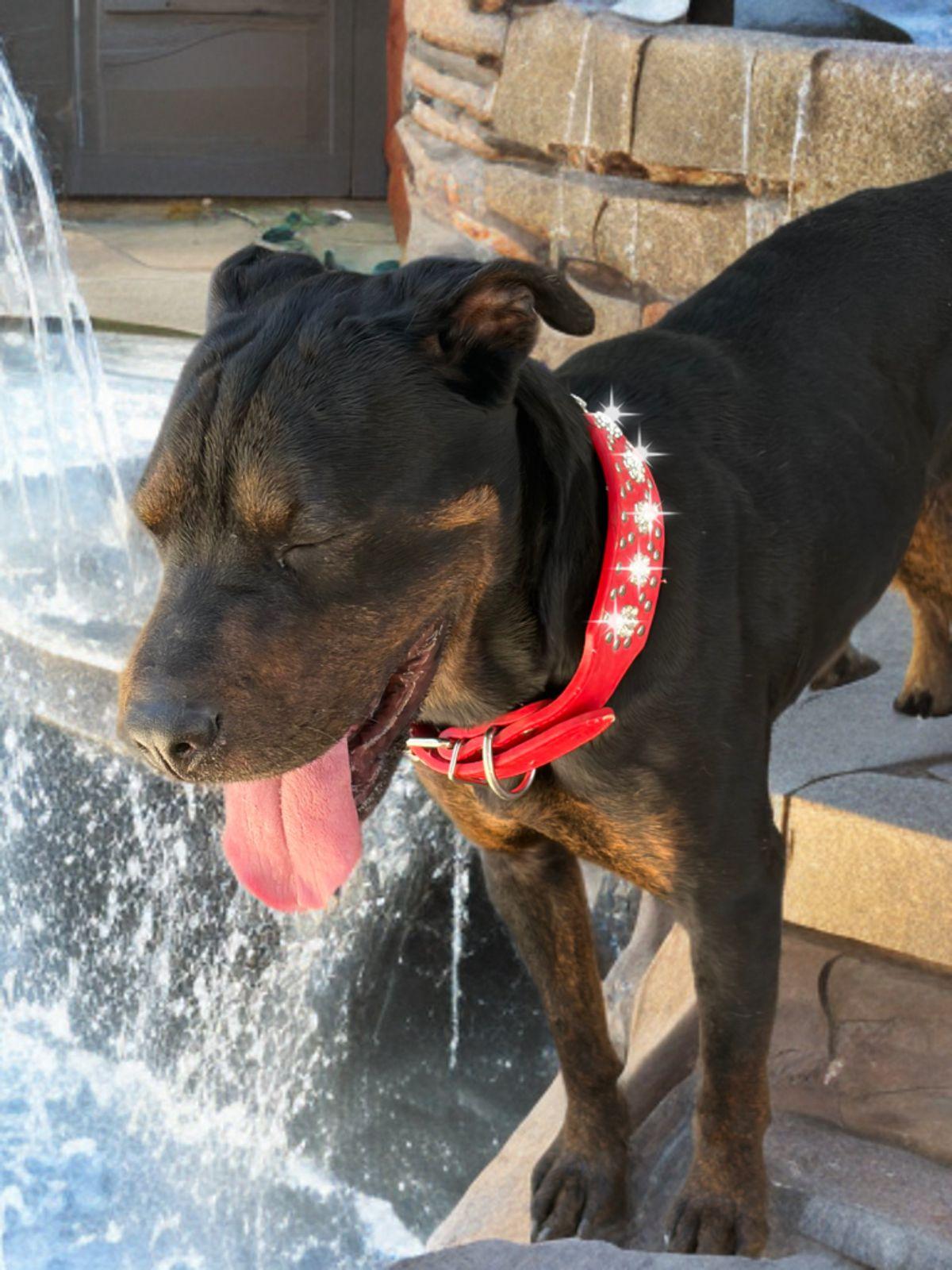 Lady Fay, a Adoptable Shar-Pei in Kingman, AZ image 1/3