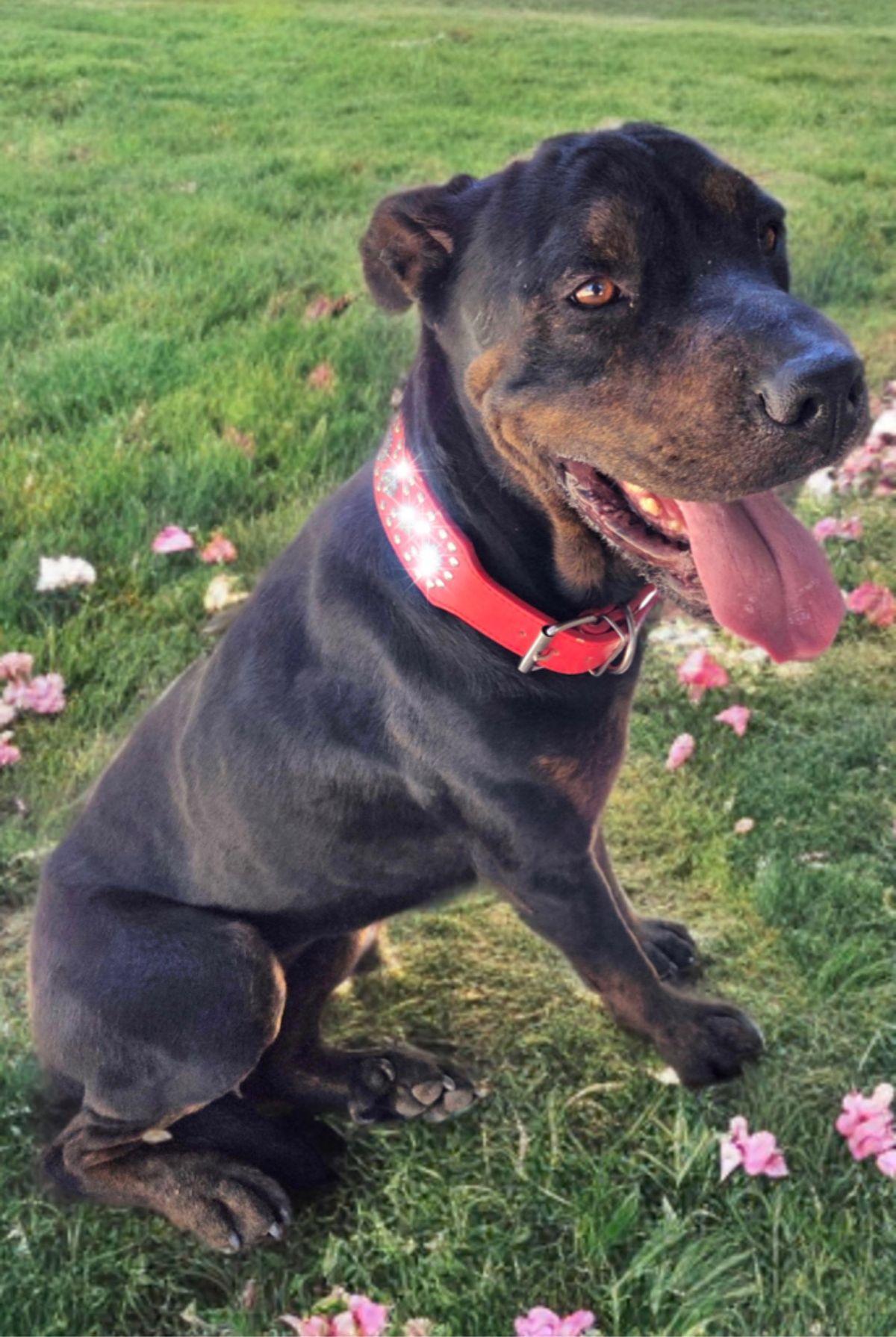 Lady Fay, a Adoptable Shar-Pei in Kingman, AZ image 2/3