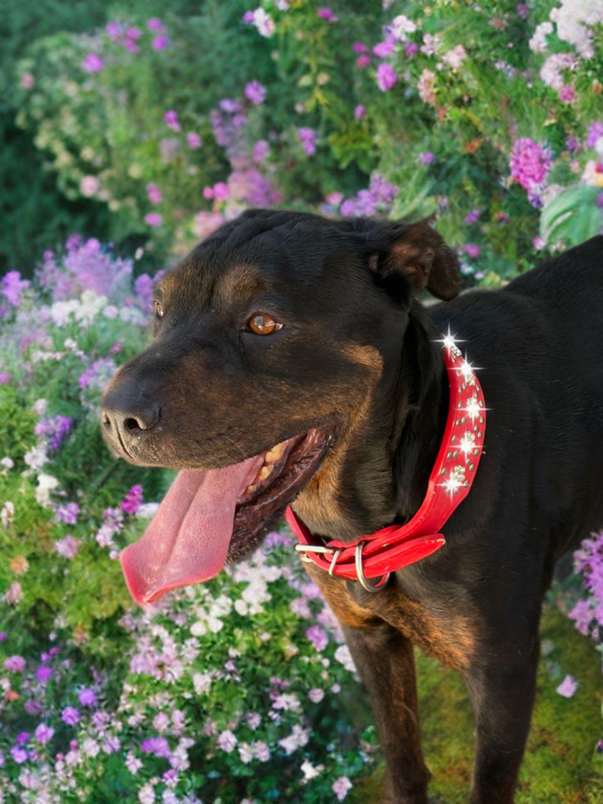Lady Fay, a Adoptable Shar-Pei in Kingman, AZ image 3/3