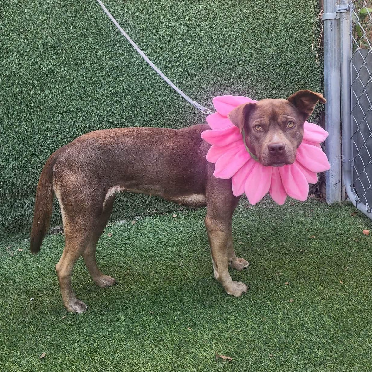 Dove — thumbnail 5