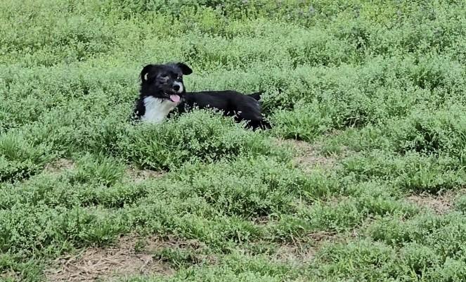 Enlarge Butterscotch, an adopted Terrier in Centerville, GA image 6/6