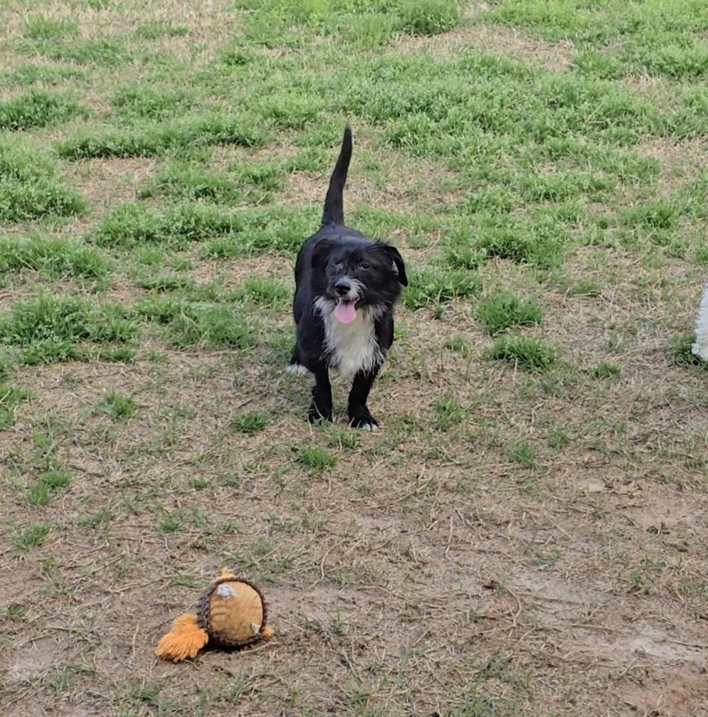 Enlarge Butterscotch, an adopted Terrier in Centerville, GA image 3/6