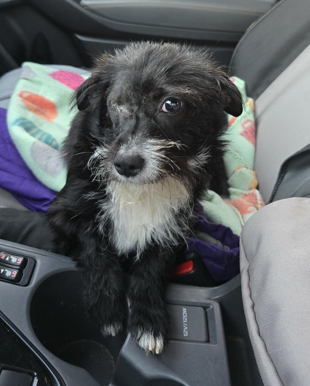 Butterscotch, adopted, Puppy Female Terrier.