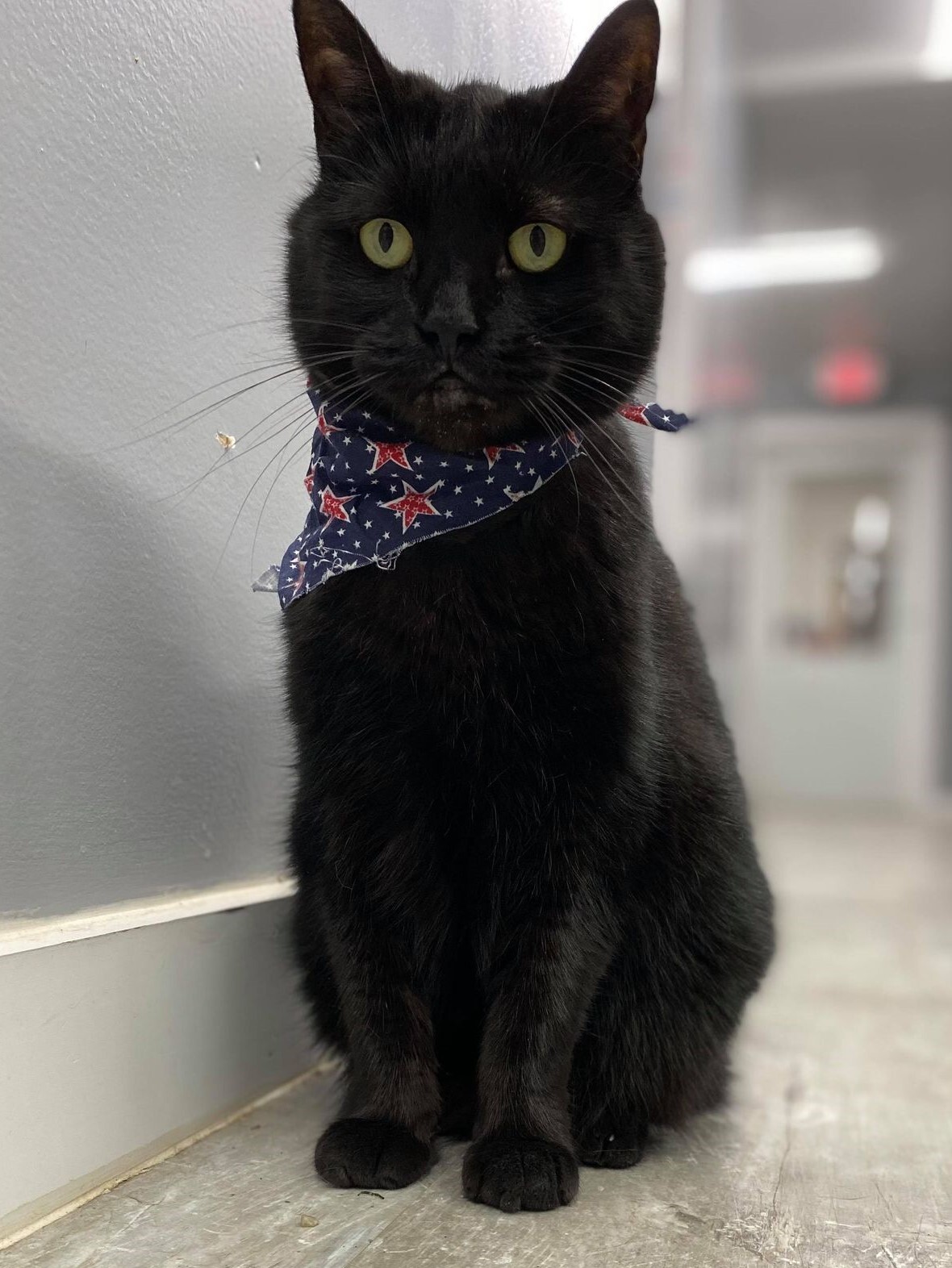 Cindy, a Adoptable Domestic Short Hair in Jaffrey, NH image 1/4