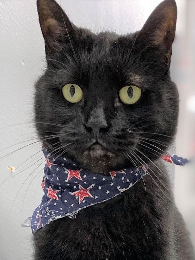 Cindy, a Adoptable Domestic Short Hair in Jaffrey, NH image 2/4