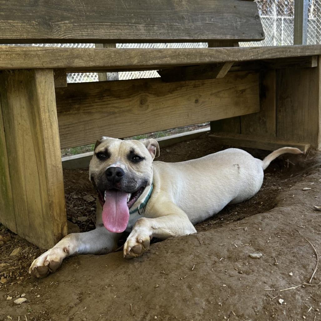 Enlarge Panther, a Adoptable mixed breed in Blue Ridge, GA image 1/6