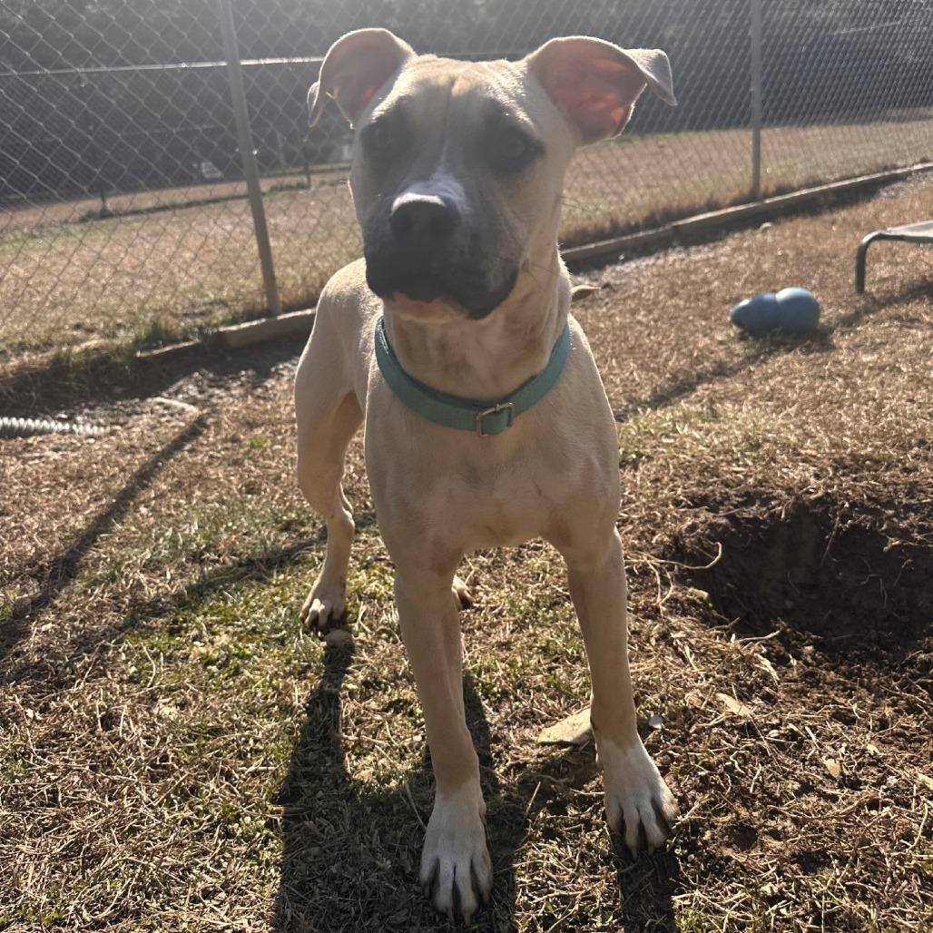 Enlarge Panther, a Adoptable mixed breed in Blue Ridge, GA image 2/6
