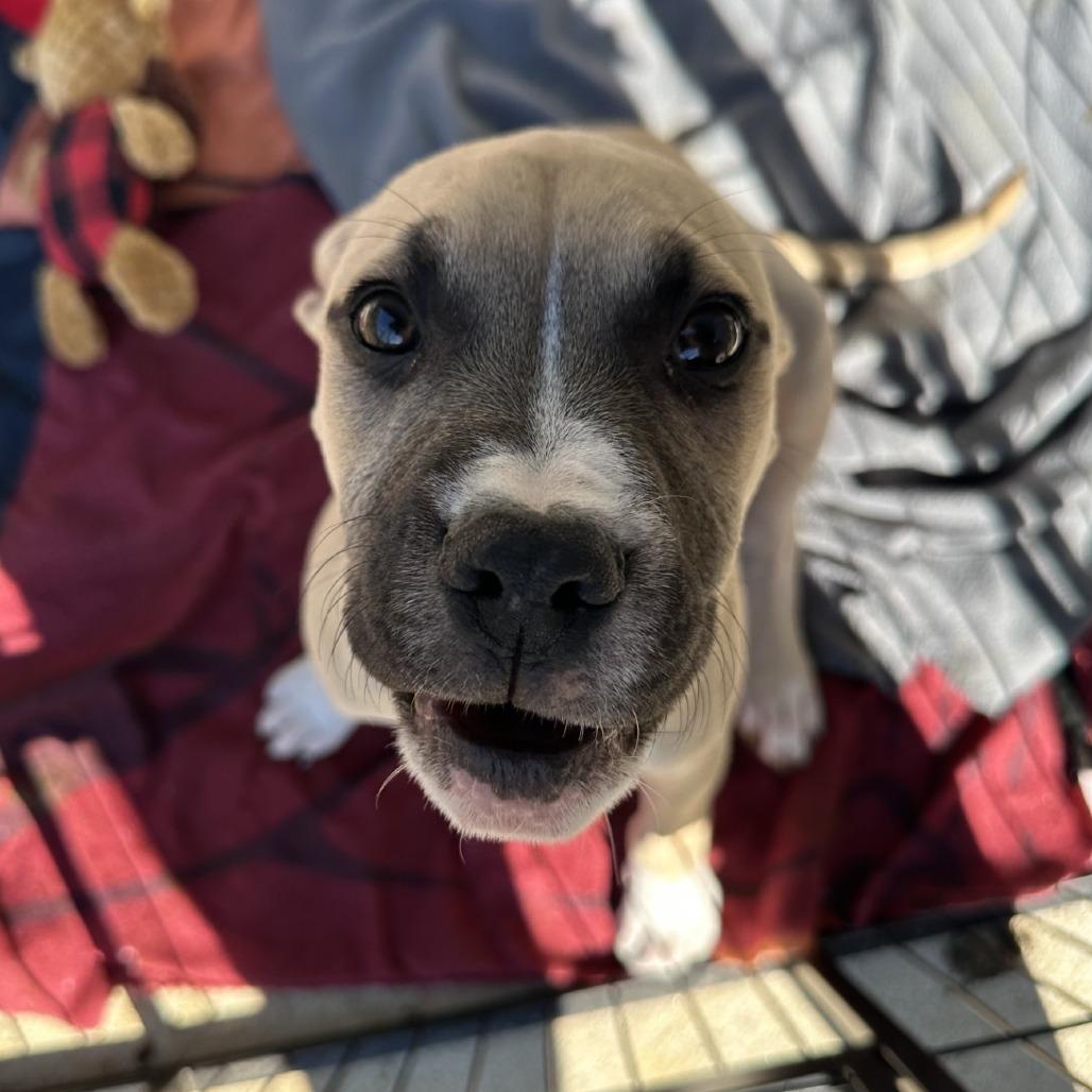 Panther, Adoptable, Puppy Male Mixed Breed & Mixed Breed.