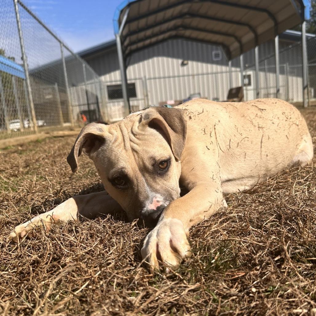 Enlarge Panther, a Adoptable mixed breed in Blue Ridge, GA image 4/6