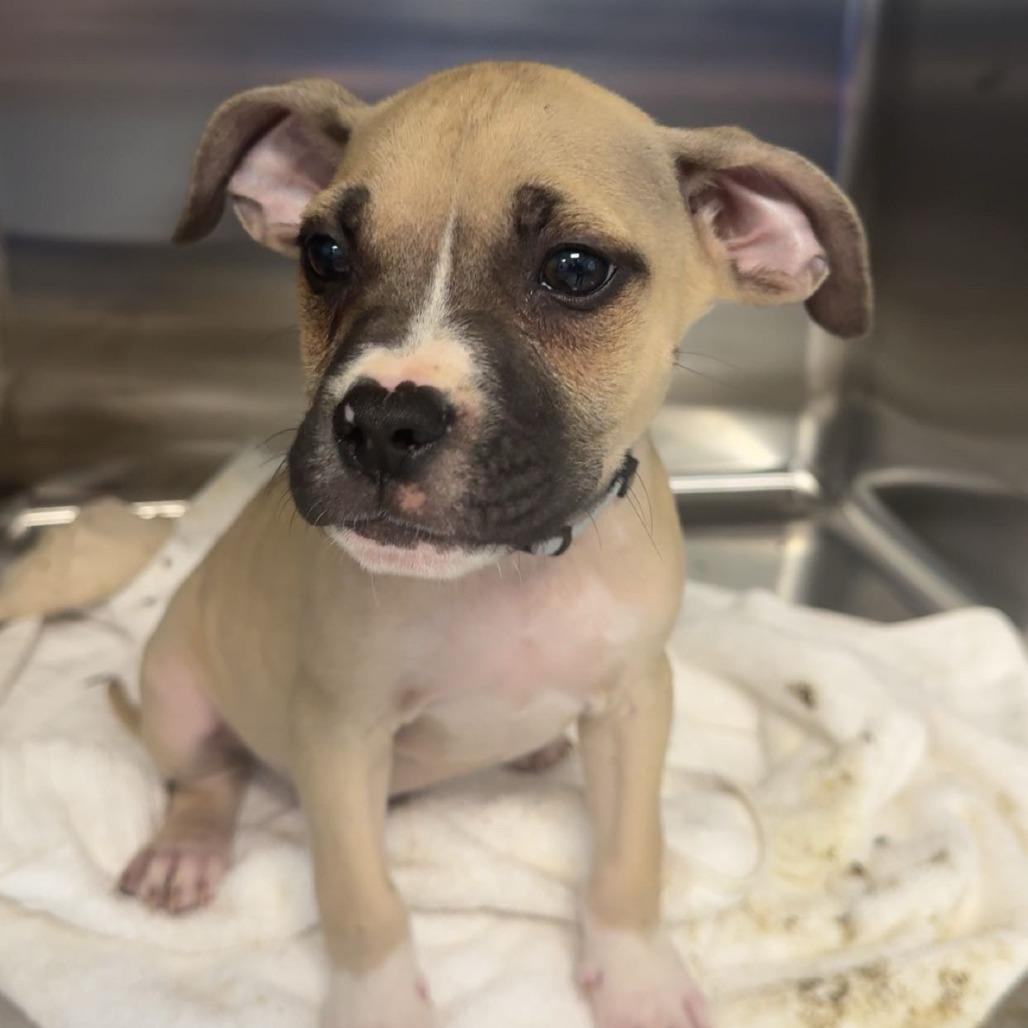 Enlarge Panther, a Adoptable mixed breed in Blue Ridge, GA image 2/3