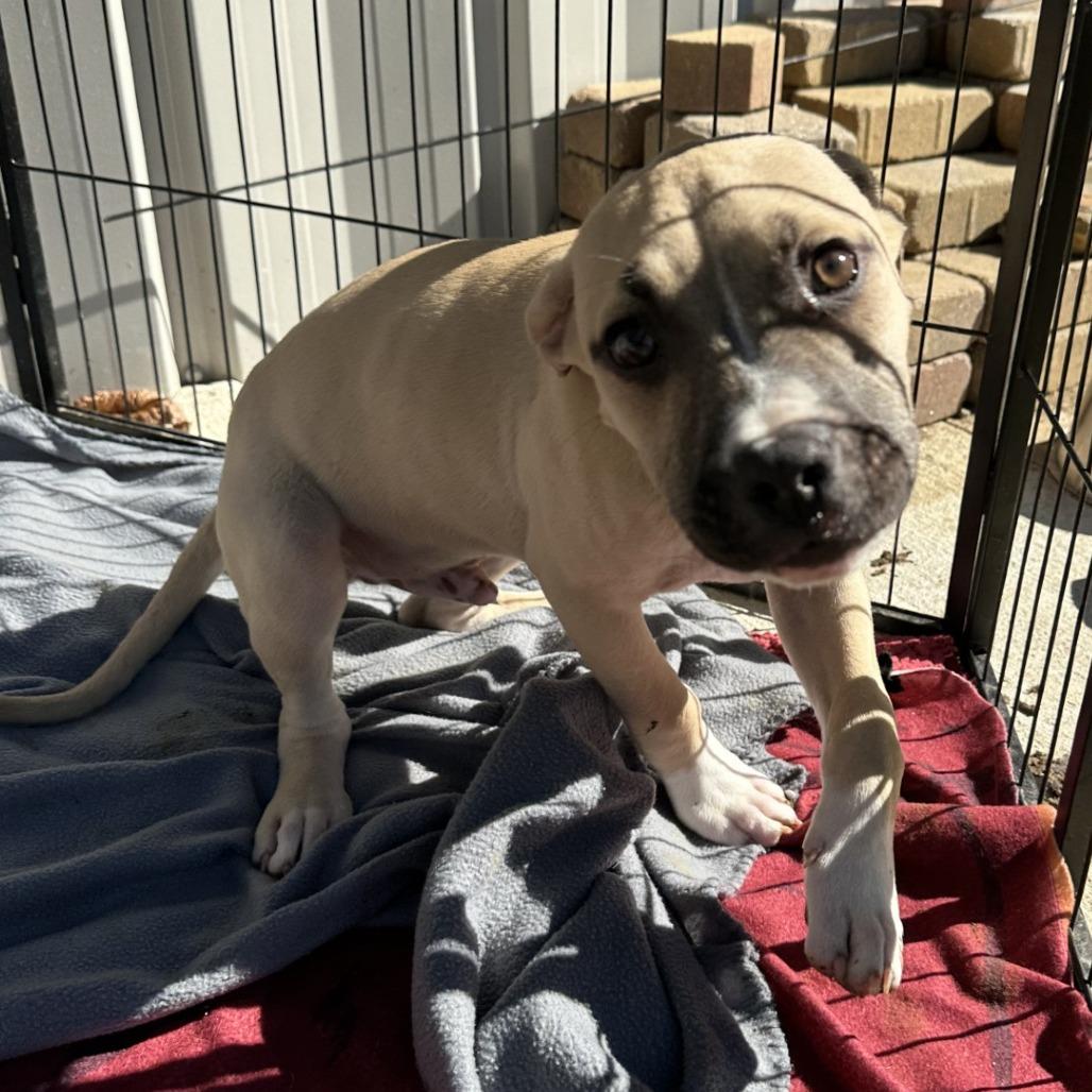 Enlarge Panther, a Adoptable mixed breed in Blue Ridge, GA image 3/3