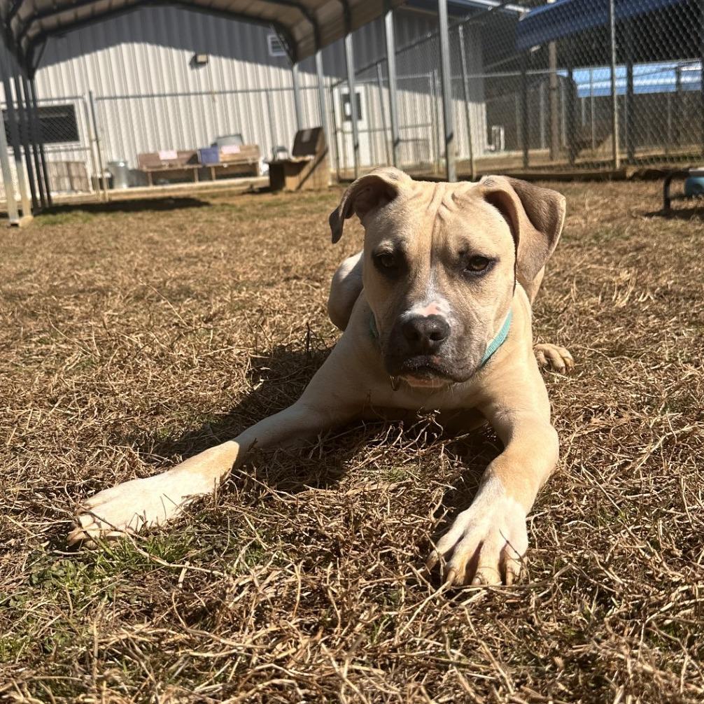 Enlarge Panther, a Adoptable mixed breed in Blue Ridge, GA image 6/6