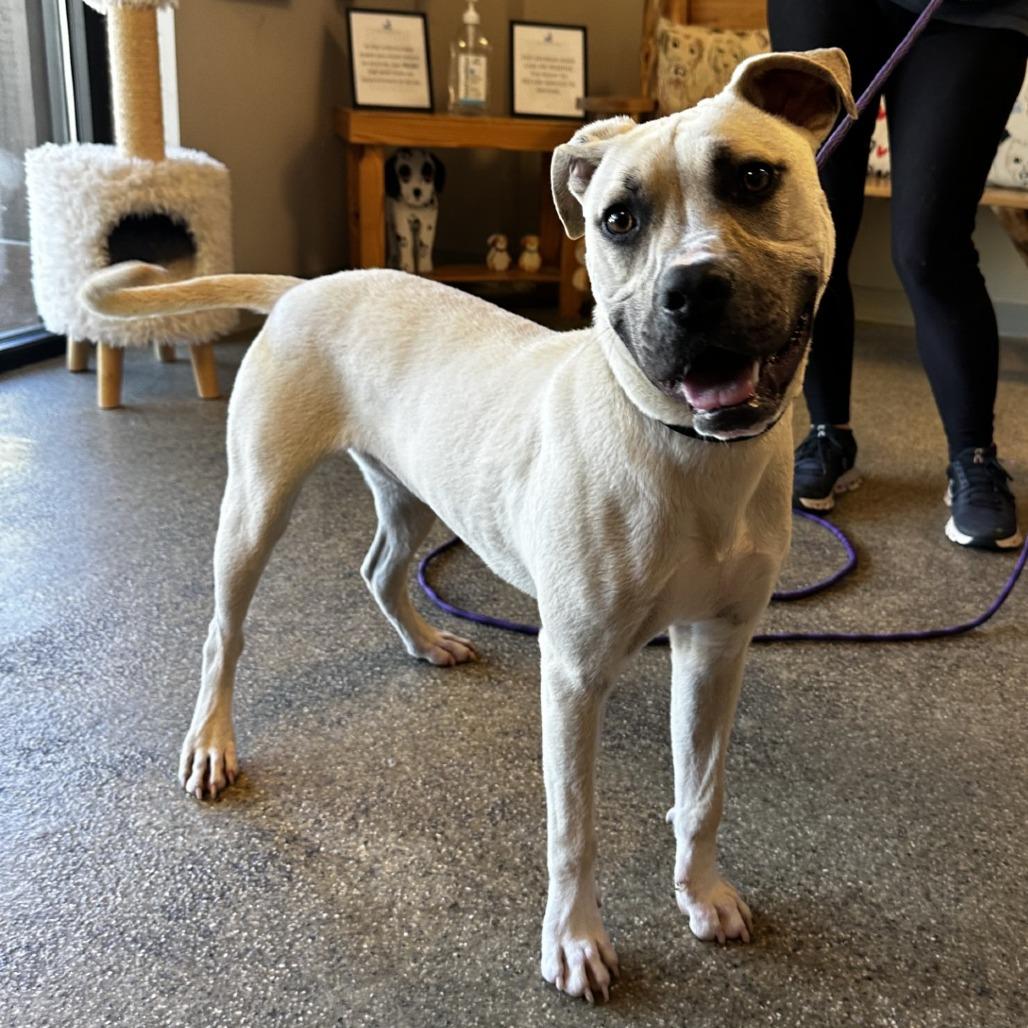 Enlarge Panther, a Adoptable mixed breed in Blue Ridge, GA image 5/6