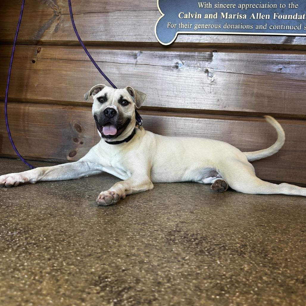 Enlarge Panther, a Adoptable mixed breed in Blue Ridge, GA image 6/6