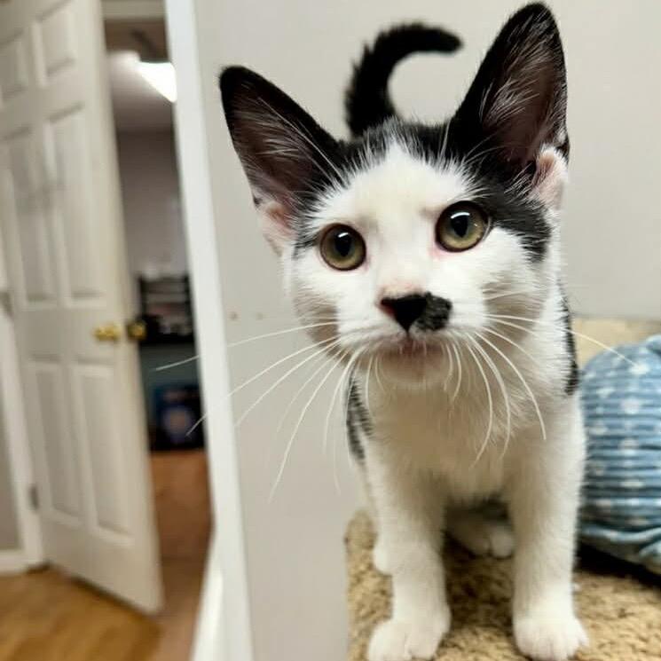 Lulabelle, a Adoptable Domestic Short Hair in Parrish, AL image 1/2
