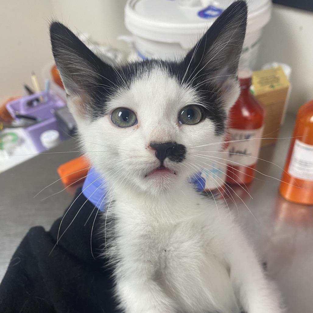 Lulabelle, a Adoptable Domestic Short Hair in Parrish, AL image 2/2