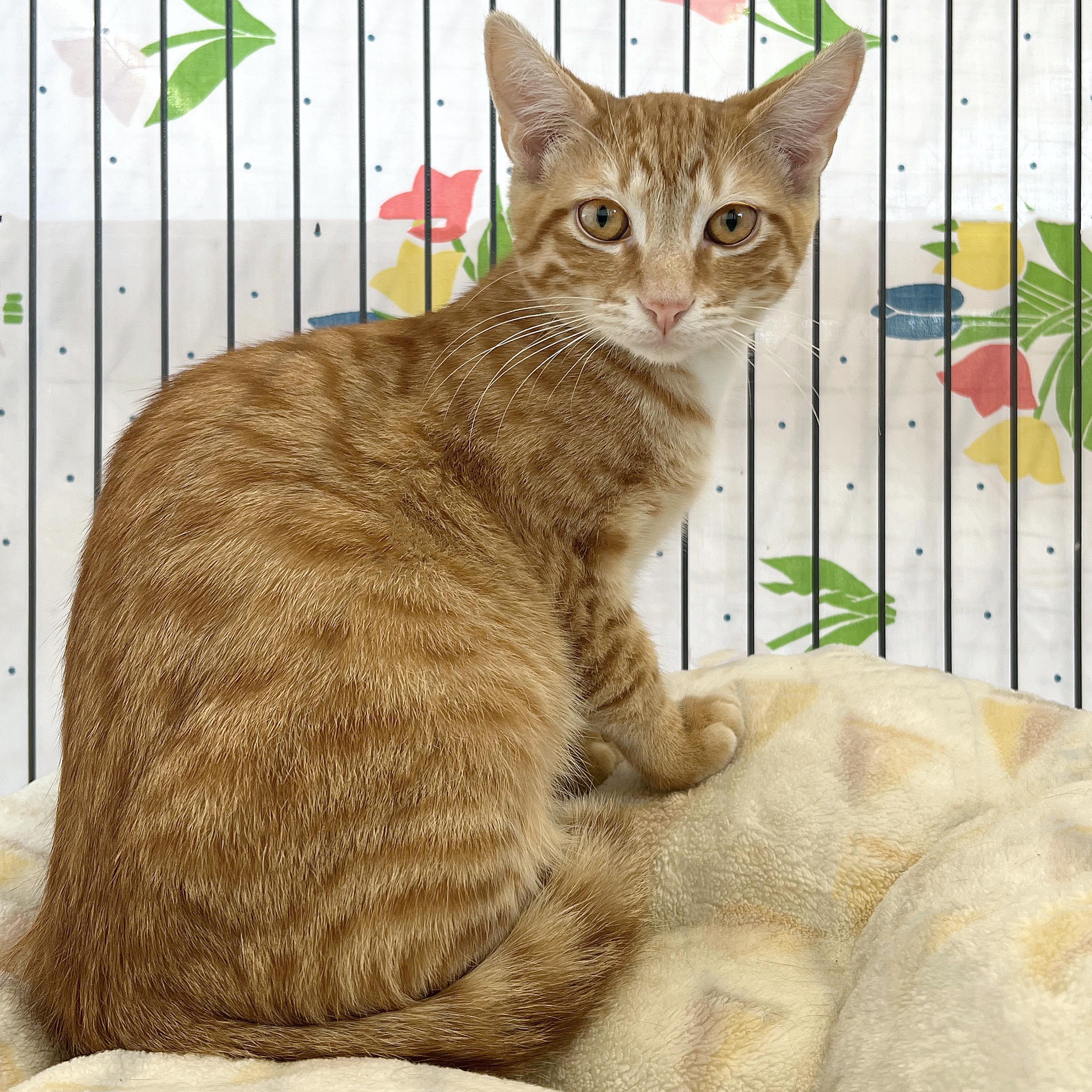 Enlarge Charmander, an adopted Domestic Short Hair in St. Louis, MO image 1/1