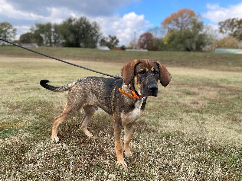 Enlarge Bowser, a Adoptable Hound in Maryville, TN image 1/6