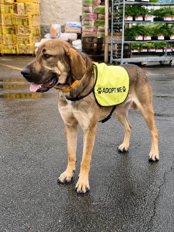 Enlarge Bowser, a Adoptable Hound in Maryville, TN image 2/6