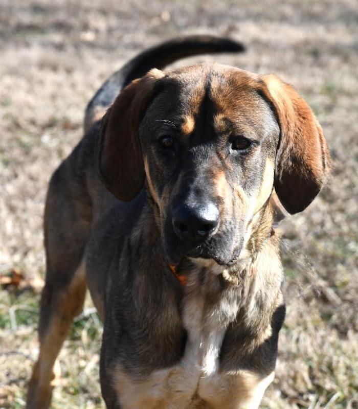 Enlarge Bowser, a Adoptable Hound in Maryville, TN image 2/6