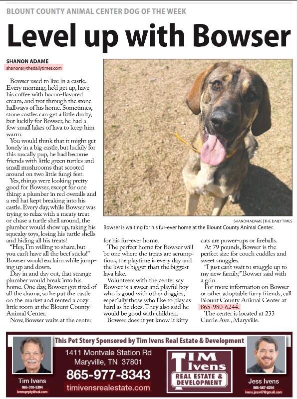 Enlarge Bowser, a Adoptable Hound in Maryville, TN image 3/6