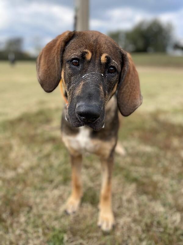 Enlarge Bowser, a Adoptable Hound in Maryville, TN image 4/6