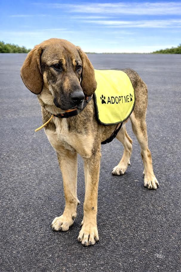 Enlarge Bowser, a Adoptable Hound in Maryville, TN image 5/6